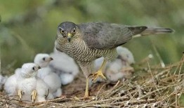 鹞子在线观看,揭秘神秘鹞子家族的传奇故事